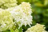 Hydrangea paniculata 'Skyfall', Rispenhortensie, weiß, ca. Produktbild-Vorschau 4