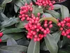 Skimmia reevesiana - Japanische Skimmie - 20-25cm Produktbild-Vorschau 2