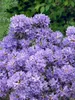 Zwerg-Rhododendron 25-30 cm, im Topf - Rhododendron Produktbild-Vorschau 9