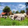 Kerbl OviNet síť pro ovce oranžová Výška: 90 cm - dvojitý Náhled obrázku produktu 11