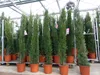 4x Mittelmeerzypresse 200 cm Säulen buschige Toskana Produktbild-Vorschau 5