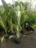 Strelitzia augusta (130–160 cm) – Biały storczyk Podgląd zdjęcia produktu 2