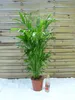 [Palmenlager] XL Chamaedorea cataractarum 120 cm - Produktbild-Vorschau 2
