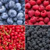 Plants by Frank | Fruchtparadies  Obstpflanzen Mix | Produktbild-Vorschau 2