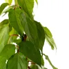 KIWI ‘Ananasnaja‘ - weiblich  2L Produktbild-Vorschau 9