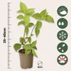 Hortensie - 3 Stk - Hydrangea paniculata 'Pink Lady' - Höhe Produktbild-Vorschau 2