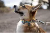 Ruffwear Hundehalsband Crag™ Collar Rising Wave Produktbild-Vorschau 8