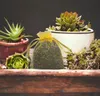 A small pouch of dried herbs sits on a wooden surface in front of several potted succulents. Podgląd zdjęcia produktu