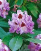 Rhododendron Hybr. 'Blue Peter', Rhododendron, blauviolett, Produktbild-Vorschau 13