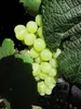Vitis vinifera Optima, weißgrüne Trauben, duftiges Bouquet, Produktbild-Vorschau 2