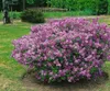 Syringa meyeri 'Palibin', Zwergflieder, lila, 60–80 cm Produktbild-Vorschau 12
