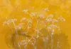 Vlies Fototapete - Meadow Bathed in the Sun 250x175 cm Produktbild-Vorschau 5