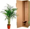Palma złocista (Dypsis lutescens) Ø24 cm ↕170 cm – palma Podgląd zdjęcia produktu 3