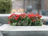Bloomique - Lot de 6 - Kalanchoé - Fleurs rouges - Plante Voir les images du produit 2