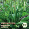 Samenliebe  Spitzwegerich Samen | Heilpflanze - winterhart Produktbild-Vorschau 4