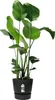 Pflanztopf Greenville Ø 30 x 27,8 cm lebhaft schwarz Produktbild-Vorschau 4