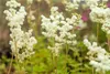 Echtes Mädesüß - Filipendula ulmaria - Heimische Produktbild-Vorschau 2