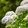 GreenboutiQ - Hortensie - Hydrangea macrophylla Blau - Produktbild-Vorschau 1