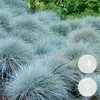 Bloomique - Zestaw 6 szt. - Festuca Glauca Compacta Blue - Podgląd zdjęcia produktu 2