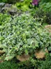 Hedera helix 'Little Diamond', Efeu, grün-weiß, ca. 9x9 cm Produktbild-Vorschau 3