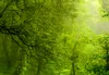 Tableau mural Mega XXXL Forêt 250 x 125 cm Impression Voir les images du produit 9
