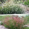 Stauden Gänge 2 x Gaura lindheimeri Kollektion - Produktbild-Vorschau 1
