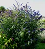 Sommerflieder ´BLACK KNIGHT´ 15-20 cm, Cont. 2,5 l Produktbild-Vorschau 6