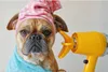 Küchenrückwand Spritzschutz Glas mit Motiv Hund mit Produktbild-Vorschau 3