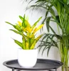 Bloomique - Codiaeum Sunny Star - Croton - Plante Voir les images du produit 2