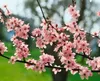 Prunus spinosa, Schlehdorn, 60–100 cm, dornig, heimisch Produktbild-Vorschau 11