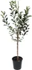A potted tree sapling with a stake for support, isolated on a white background. Produktbild-Vorschau