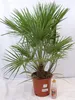 [Palmenlager] - XL Chamaerops humilis 100/120 cm - Stamm 20 Produktbild-Vorschau 2