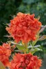 Rhododendron luteum 'Royal Command', gelb, 40–50 cm Produktbild-Vorschau 6