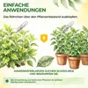Australischer Marienkäfer - Larven gegen Wollläuse & Produktbild-Vorschau 3