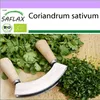 SAFLAX - BIO - Koriandr - Coriandrum sativum - 150 Semena Náhled obrázku produktu 10