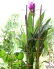 DIXIE STORE Kit de treillis en bambou pour plantes - 2S, 10 Voir les images du produit 2