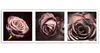 Leinwandbild panorama - rosen 150x50 cm Feeby rosa wandbild Produktbild-Vorschau 3