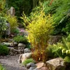 A garden scene with bamboo plants, rocks, and gravel. Produktbild-Vorschau
