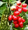 Japanische Aukube ´VARIEGATA´ 15-20 cm, Cont. 2,5 l Produktbild-Vorschau 6