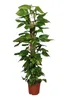Epipremnum Aureum Ivy na patyku z mchu 160cm - roślina Podgląd zdjęcia produktu 4