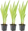 3er Set - Iris Versicolor - Amerikanische Produktbild-Vorschau 1