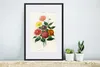 MuchoWow® MuchoWow® Gerahmtes Poster Botanik - Weinlese - Produktbild-Vorschau 4