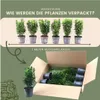 Plants by Frank | Grüne Spindelstrauch Hecke | Euonymus Produktbild-Vorschau 6
