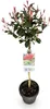 Fotinii Photinia fraseri Carré Rouge, 19cm, wysokosc 90cm, Podgląd zdjęcia produktu 2