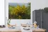 MuchoWow® Poster Blühender Ginster 160x120 cm - Foto Plakat Produktbild-Vorschau 3