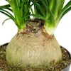 Kleiner Elefantenfuß – Beaucarnea recurvata – Nolina – Produktbild-Vorschau 3