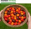 Chili Habanero Mix Samen - sehr scharf - Capsicum chinese - Produktbild-Vorschau 7