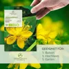 Johanniskraut Samen - Heilkräuter Saatgut aus biologischem Produktbild-Vorschau 2