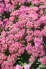 Sedum spectabile 'Carl', Fetthenne, rosa Blüten, ca. 11x11 Produktbild-Vorschau 2