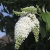 Budleja Davida - 6 szt - Buddleja davidii - Wysokość Podgląd zdjęcia produktu 4